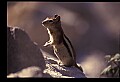 10058-00014-Chipmunks.jpg