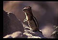 10058-00015-Chipmunks.jpg