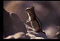 10058-00016-Chipmunks.jpg