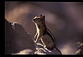 10058-00017-Chipmunks.jpg