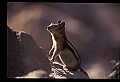 10058-00018-Chipmunks.jpg
