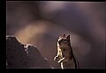 10058-00020-Chipmunks.jpg