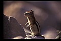 10058-00021-Chipmunks.jpg