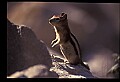 10058-00022-Chipmunks.jpg