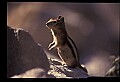 10058-00023-Chipmunks.jpg