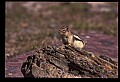 10058-00024-Chipmunks.jpg