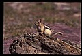 10058-00025-Chipmunks.jpg