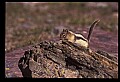10058-00026-Chipmunks.jpg