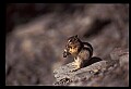 10058-00028-Chipmunks.jpg