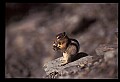 10058-00029-Chipmunks.jpg