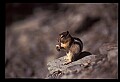 10058-00030-Chipmunks.jpg
