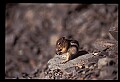 10058-00031-Chipmunks.jpg
