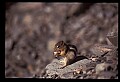 10058-00032-Chipmunks.jpg