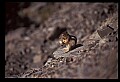 10058-00033-Chipmunks.jpg