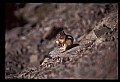 10058-00034-Chipmunks.jpg