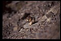 10058-00035-Chipmunks.jpg