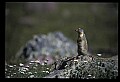 10058-00036-Chipmunks.jpg