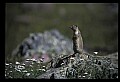 10058-00038-Chipmunks.jpg