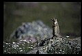10058-00039-Chipmunks.jpg