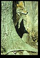 10060-00007-Coyote, Canis latrans agentatus.jpg
