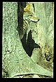 10060-00014-Coyote, Canis latrans agentatus.jpg