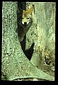 10060-00015-Coyote, Canis latrans agentatus.jpg