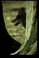 10060-00023-Coyote, Canis latrans agentatus.jpg