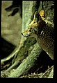 10060-00024-Coyote, Canis latrans agentatus.jpg