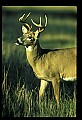 1-6-07-00277-8-point Whitetail Buck.jpg