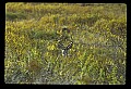 10065-00027-Whitetail Deer.jpg