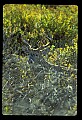 10065-00031-Whitetail Deer.jpg