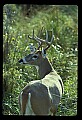 10065-00034-Whitetail Deer.jpg