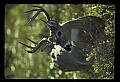 10065-00047-Whitetail Deer.jpg