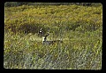 10065-00055-Whitetail Deer.jpg