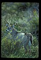 10065-00070-Whitetail Deer.jpg