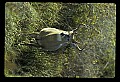 10065-00092-Whitetail Deer.jpg