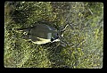 10065-00093-Whitetail Deer.jpg