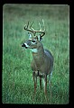 10065-00107-Whitetail Deer.jpg