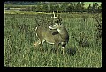 10065-00148-Whitetail Deer.jpg