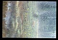 10065-00159-Whitetail Deer.jpg