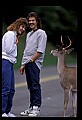 10065-00179-Whitetail Deer.jpg