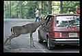10065-00181-Whitetail Deer.jpg