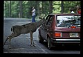 10065-00183-Whitetail Deer.jpg