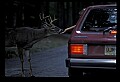 10065-00184-Whitetail Deer.jpg