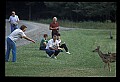 10065-00186-Whitetail Deer.jpg