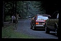 10065-00187-Whitetail Deer.jpg