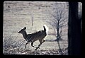 10065-00192-Whitetail Deer.jpg