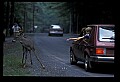 10065-00194-Whitetail Deer.jpg