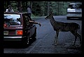 10065-00195-Whitetail Deer.jpg