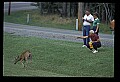 10065-00196-Whitetail Deer.jpg